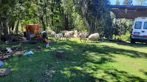 Ovejas de la escuela pastoreando