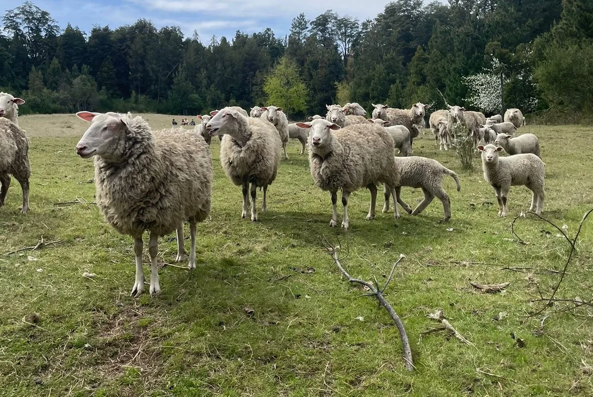 Ovejas en el lote 3 de 900 metros